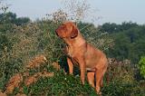 DOGUE DE BORDEAUX 361